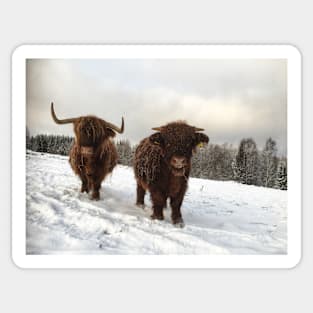 Scottish Highland Cattle Cow and Calf 1854 Sticker